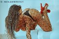 Foto Annunci Eros Alessandra Fogaca Trans Benevento 3447995574 - 28