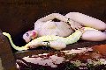 Foto Annunci Eros Belovie Trans Lido Di Camaiore 3533134168 - 4